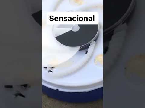 You are currently viewing 🪰Cansado de moscas invadindo sua casa 😡